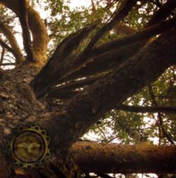 Kob (RUS) : The Ancient Shroud of Primeval Ural Woods